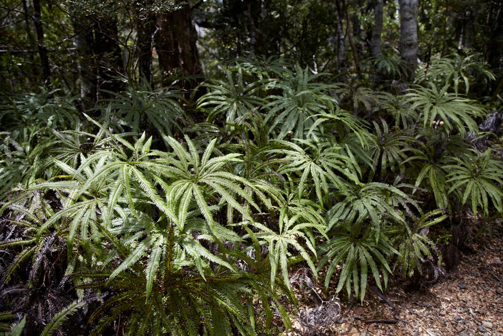 umbrella fern