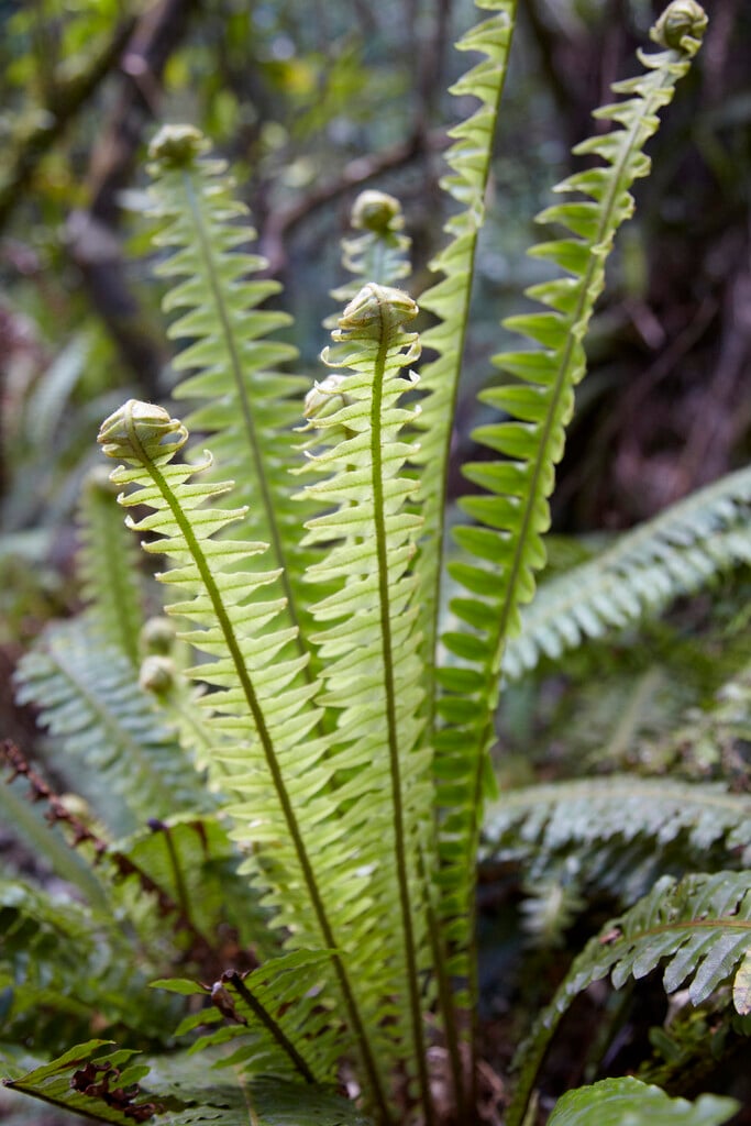crown fern