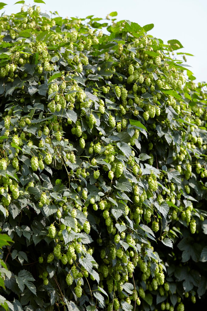 common hop