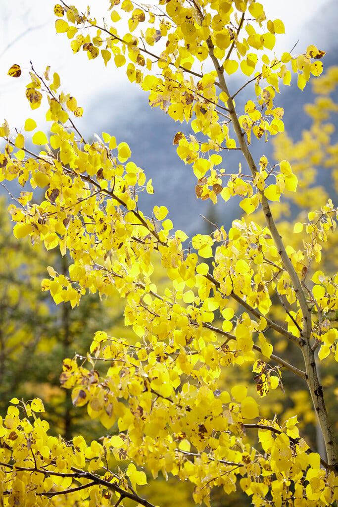 American aspen