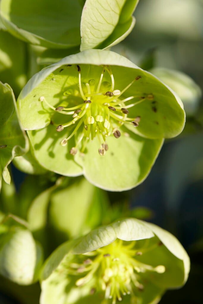 holly-leaved hellebore Harvington selection