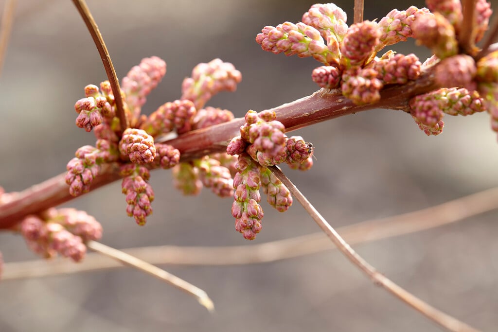 <i>Coriaria</i> <i>japonica</i>