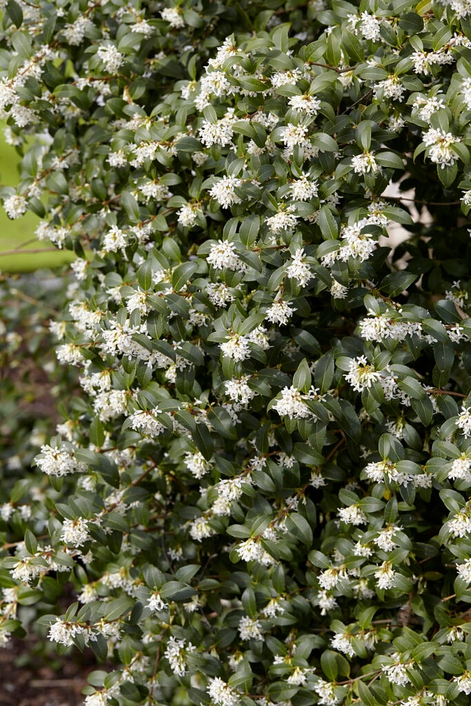 Burkwood osmanthus