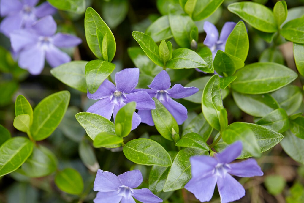 lesser periwinkle