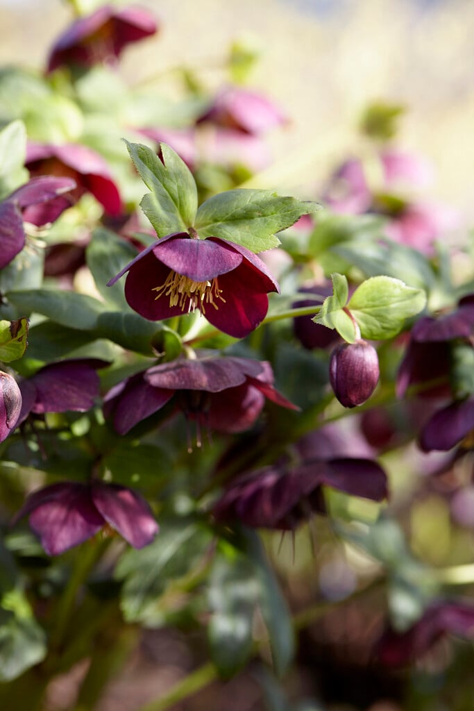 hybrid Lenten rose