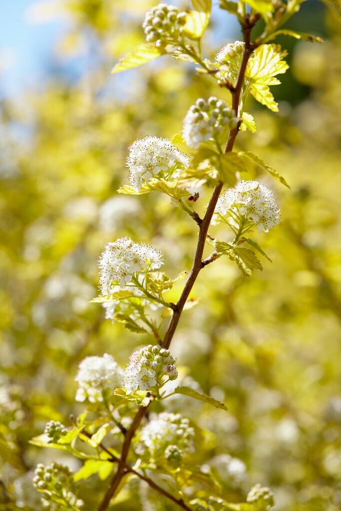 ninebark 'Dart's Gold'
