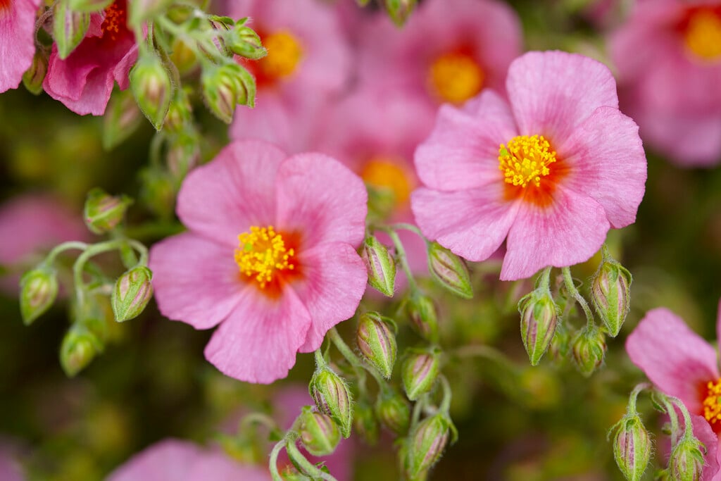rock rose 'Lawrenson's Pink'