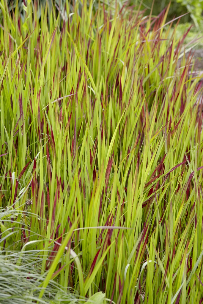 cogon grass 'Rubra'