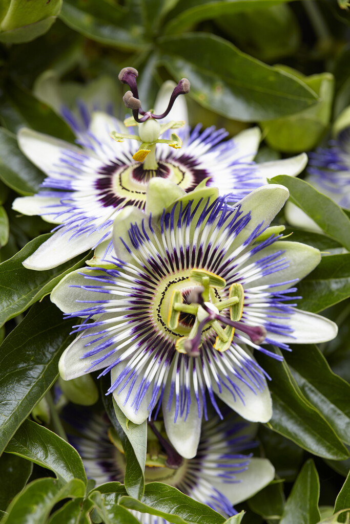 blue passion flower