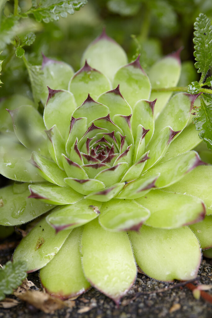 common houseleek