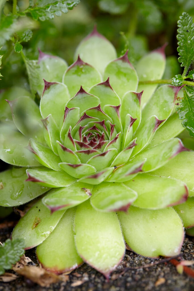 common houseleek