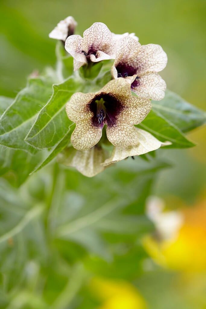 henbane
