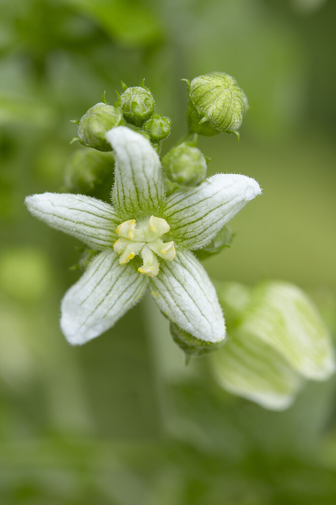 white bryony