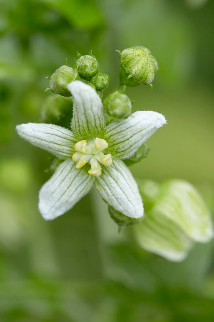 white bryony
