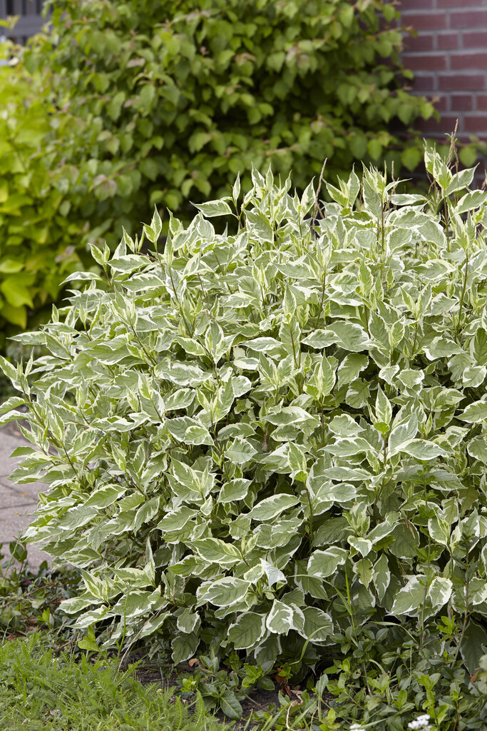 red-barked dogwood 'Elegantissima'
