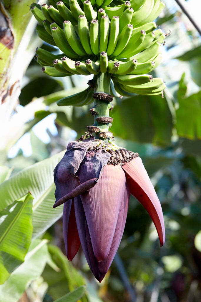 Musa acuminata &Dwarf Cavendish& (AAA Group) (F) | banana &Dwarf ...