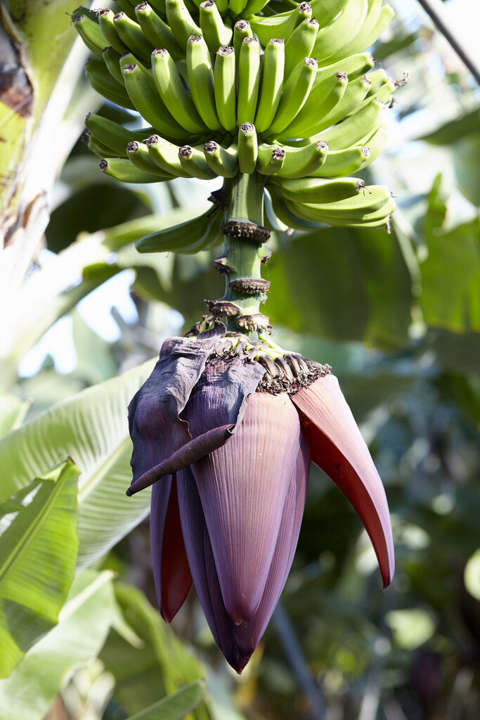 banana 'Dwarf Cavendish'