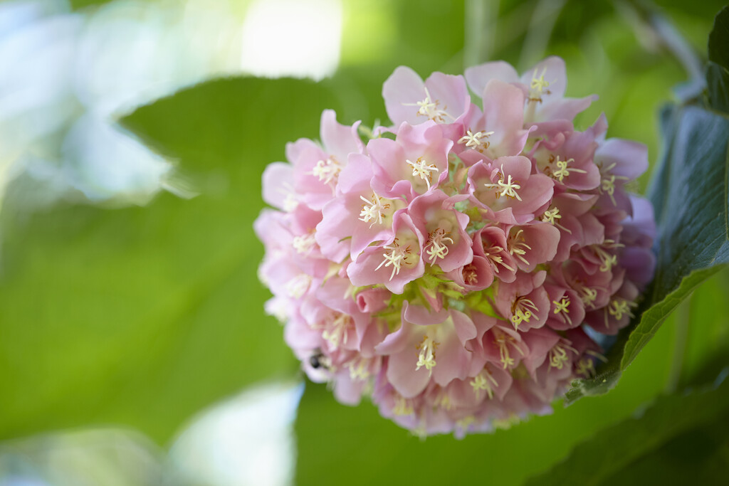 pink snowball