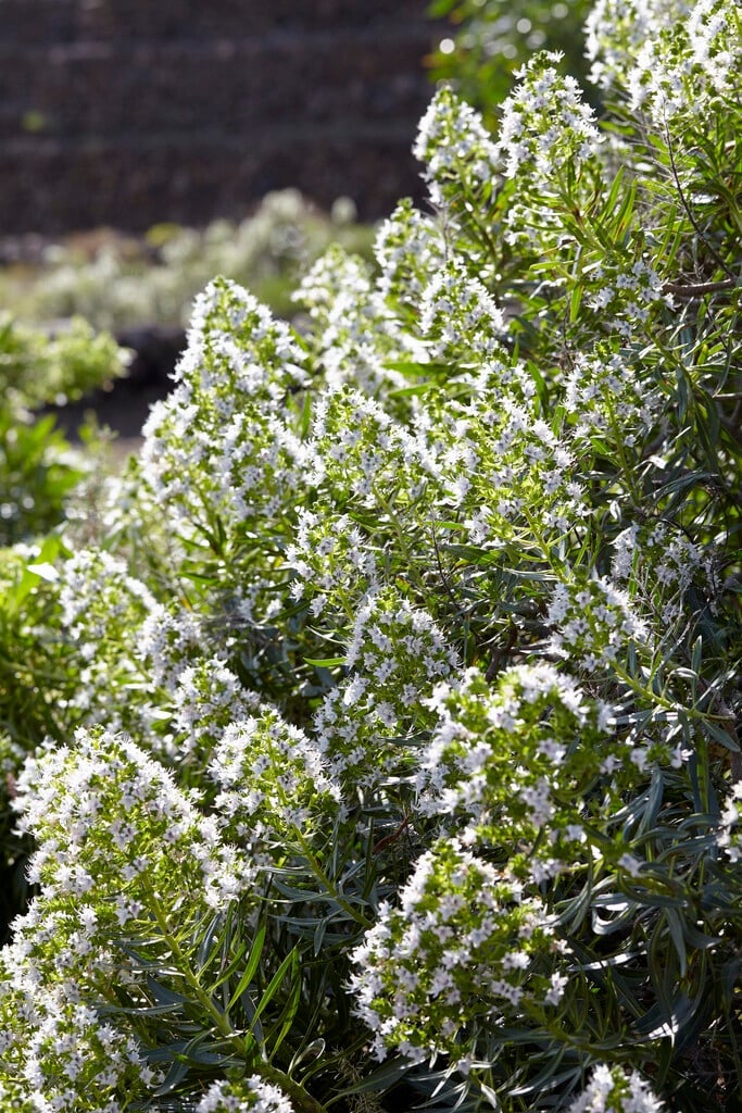 <i>Echium</i> <i>decaisnei</i>