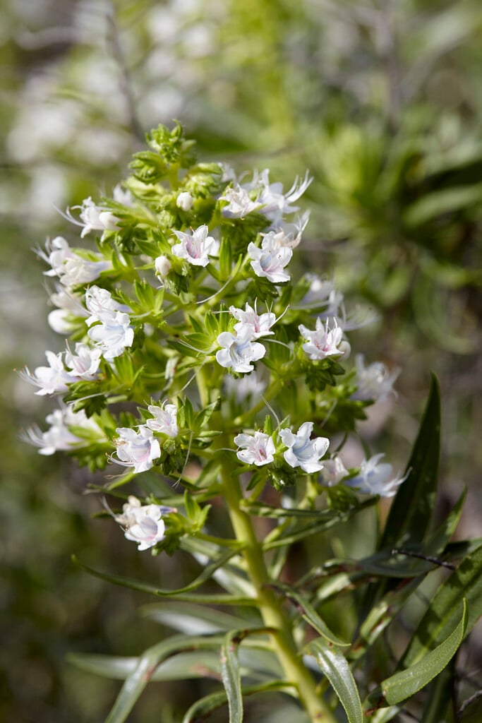<i>Echium</i> <i>decaisnei</i>