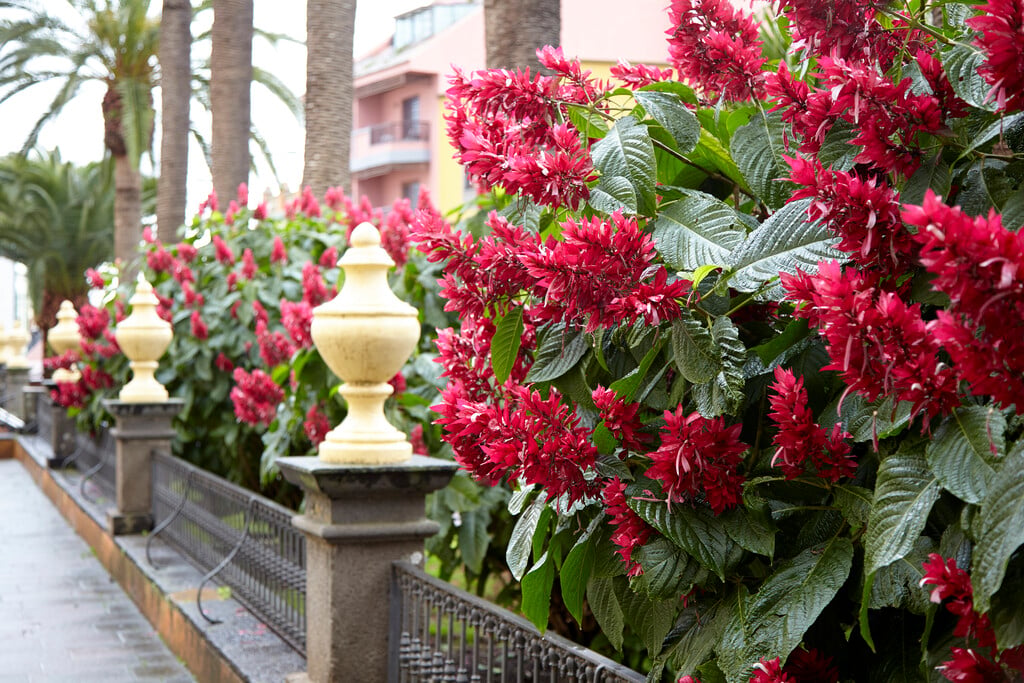 Brazilian red cloak