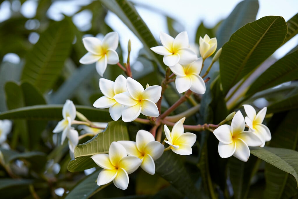 West Indian jasmine