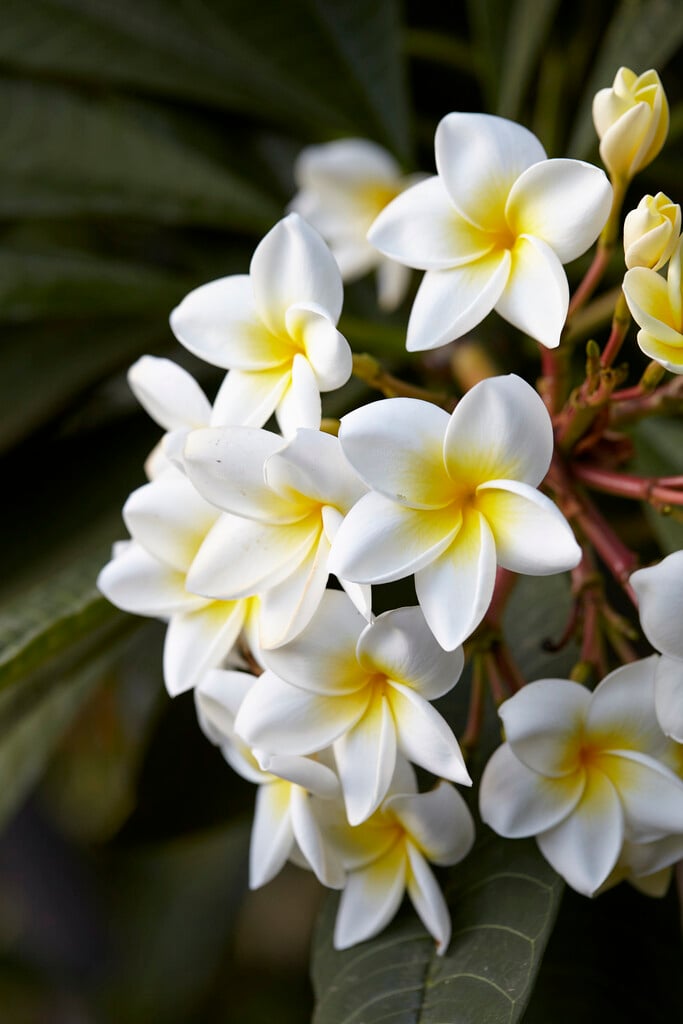 West Indian jasmine