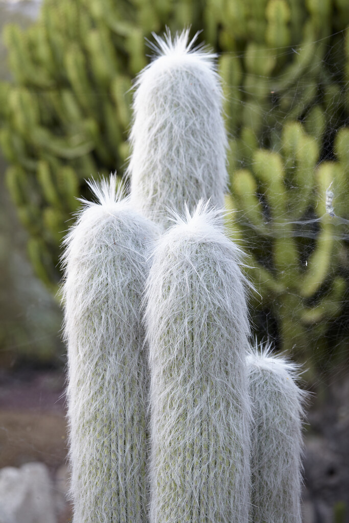 monkey cactus