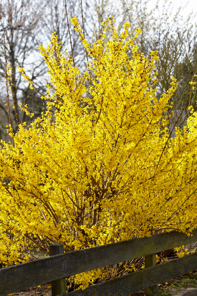 border forsythia