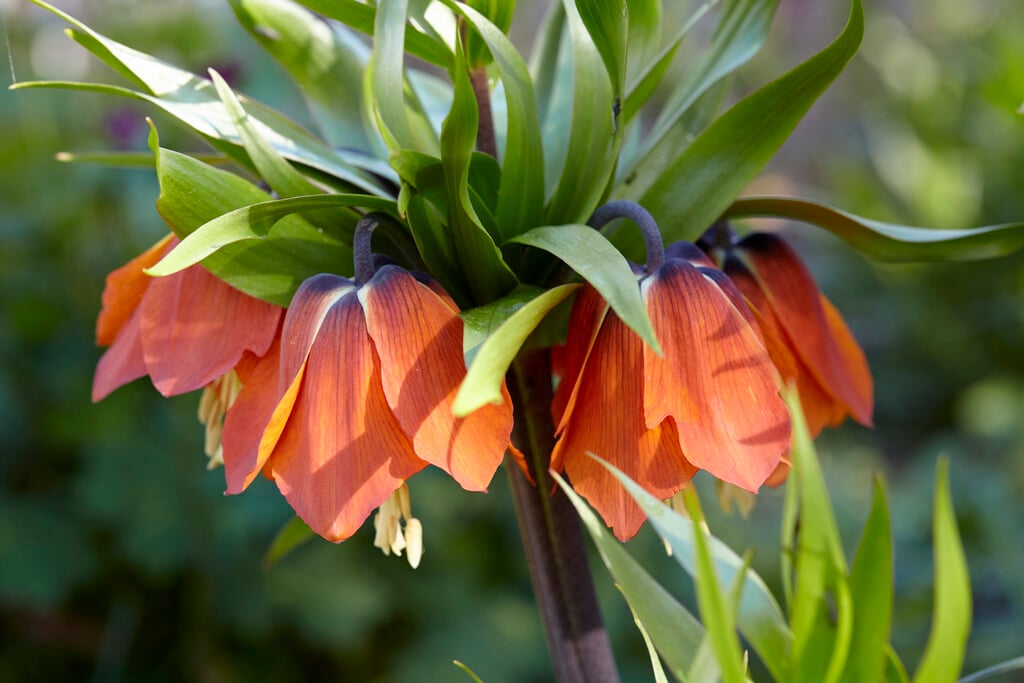 crown imperial