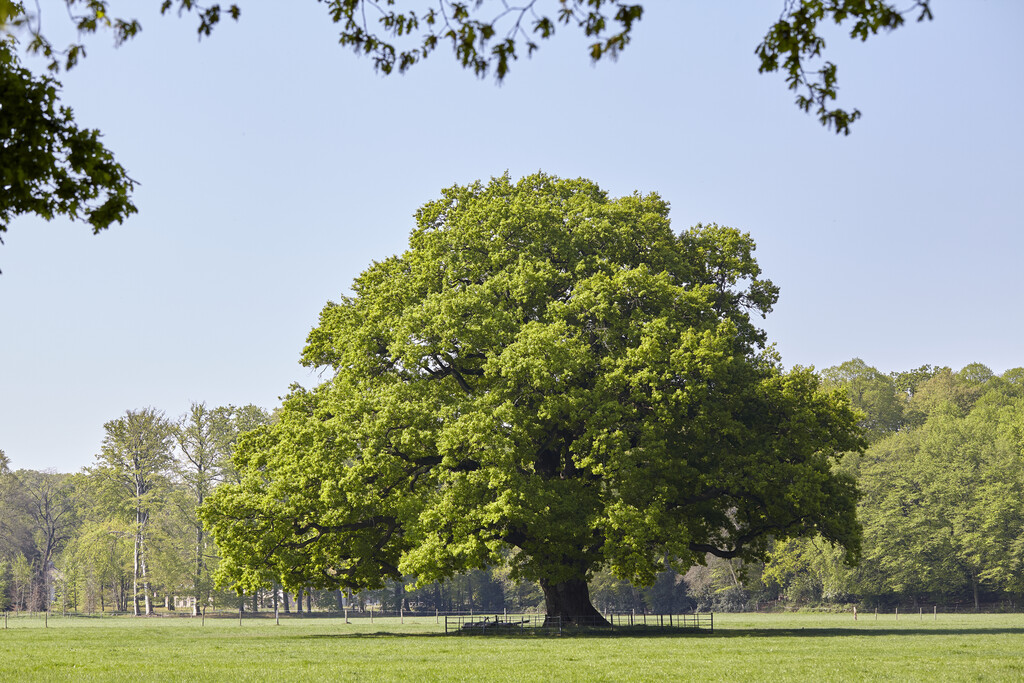 common oak