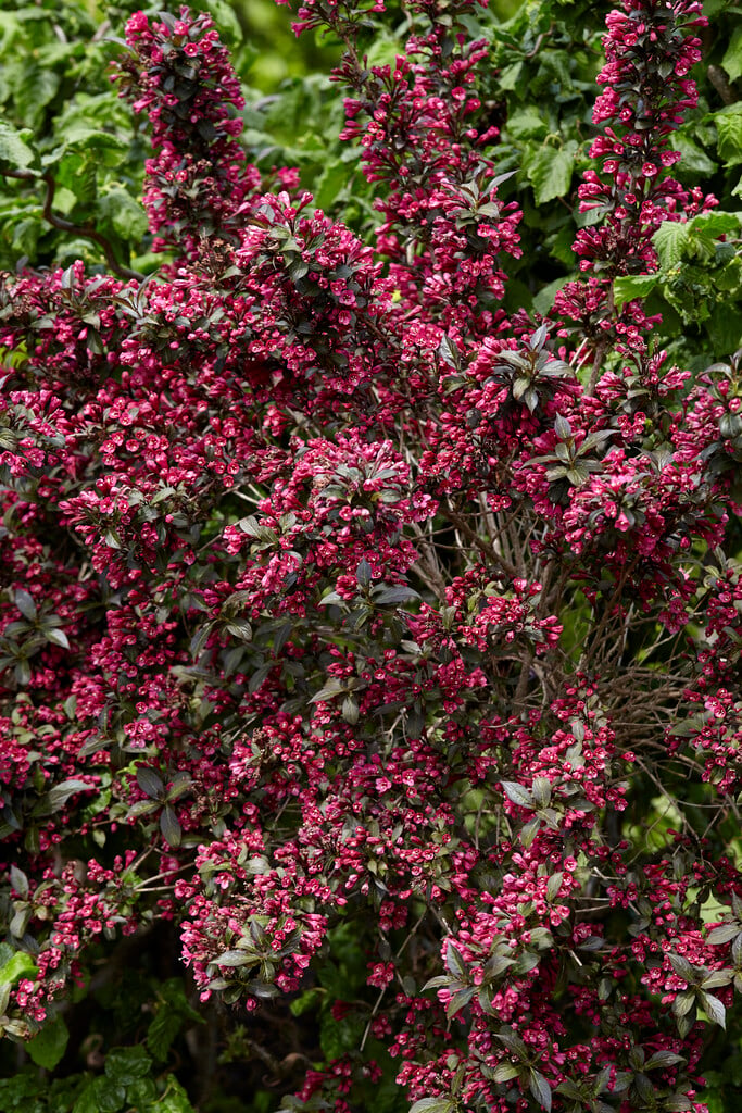 weigela [Minor Black]