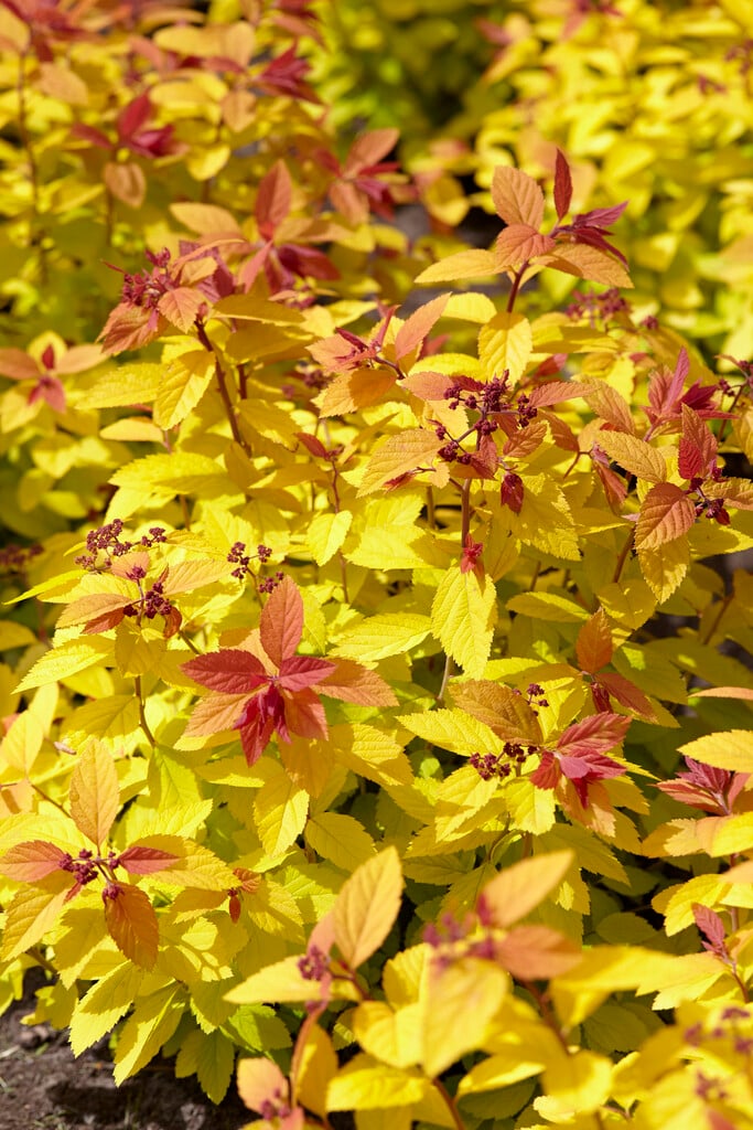 birch-leaved spiraea 'Tor Gold'