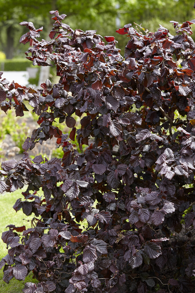 hazel 'Red Majestic'