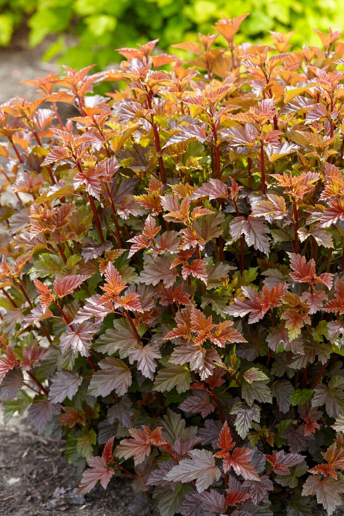 <i>Physocarpus</i> <i>opulifolius</i> 'Zdechovice'
