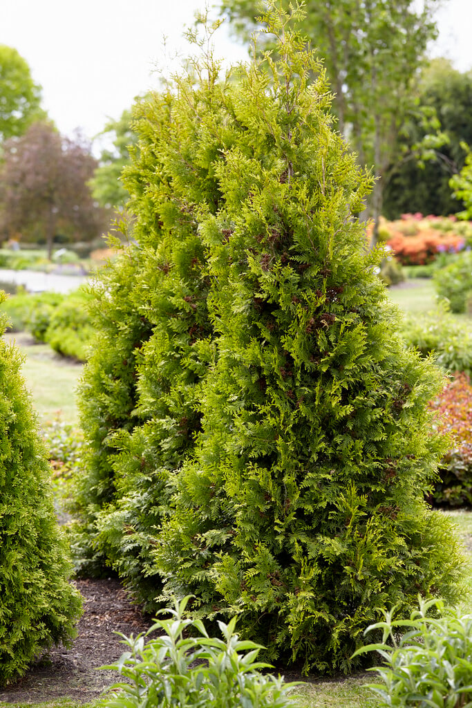 <i>Thuja</i> <i>occidentalis</i> 'Golden Brabant'