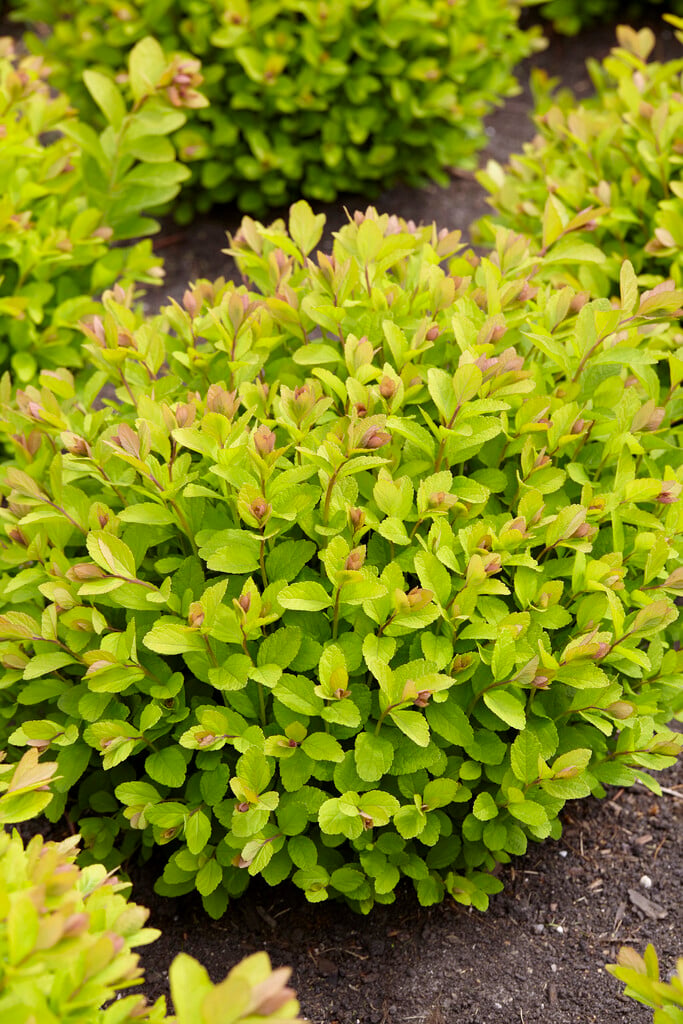 birch-leaved spiraea [Pink Sparkler]