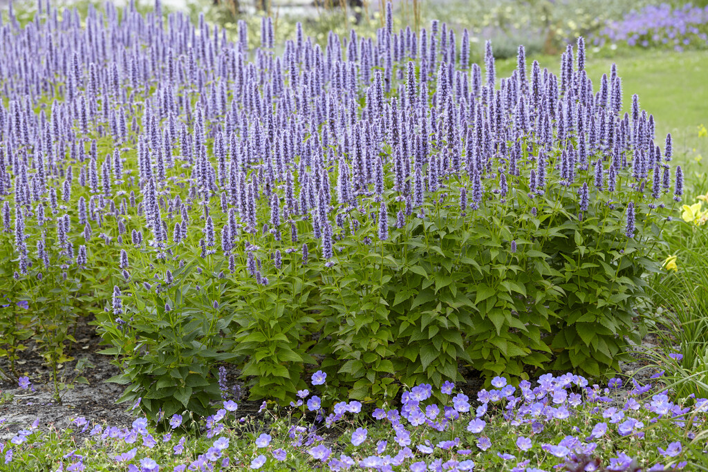 giant hyssop 'Blue Fortune'