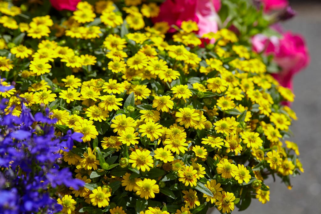 creeping zinnia