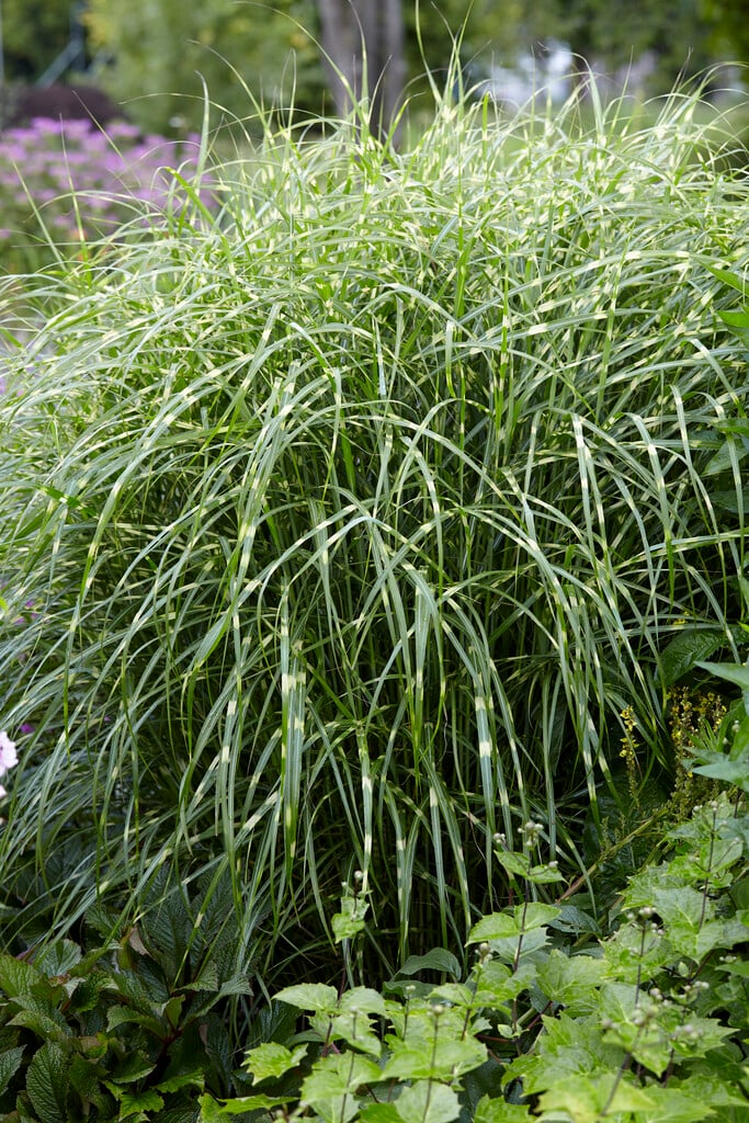 zebra grass
