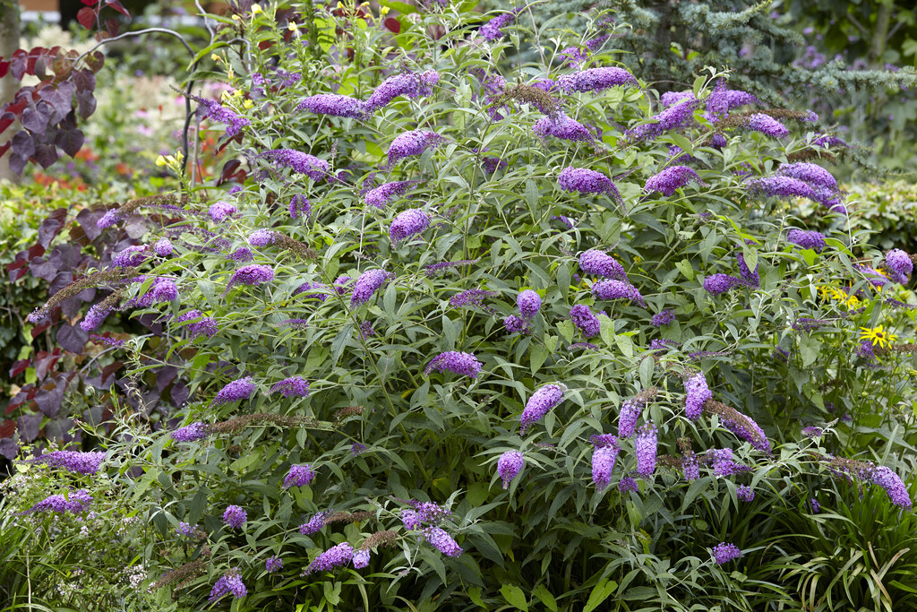 butterfly bush