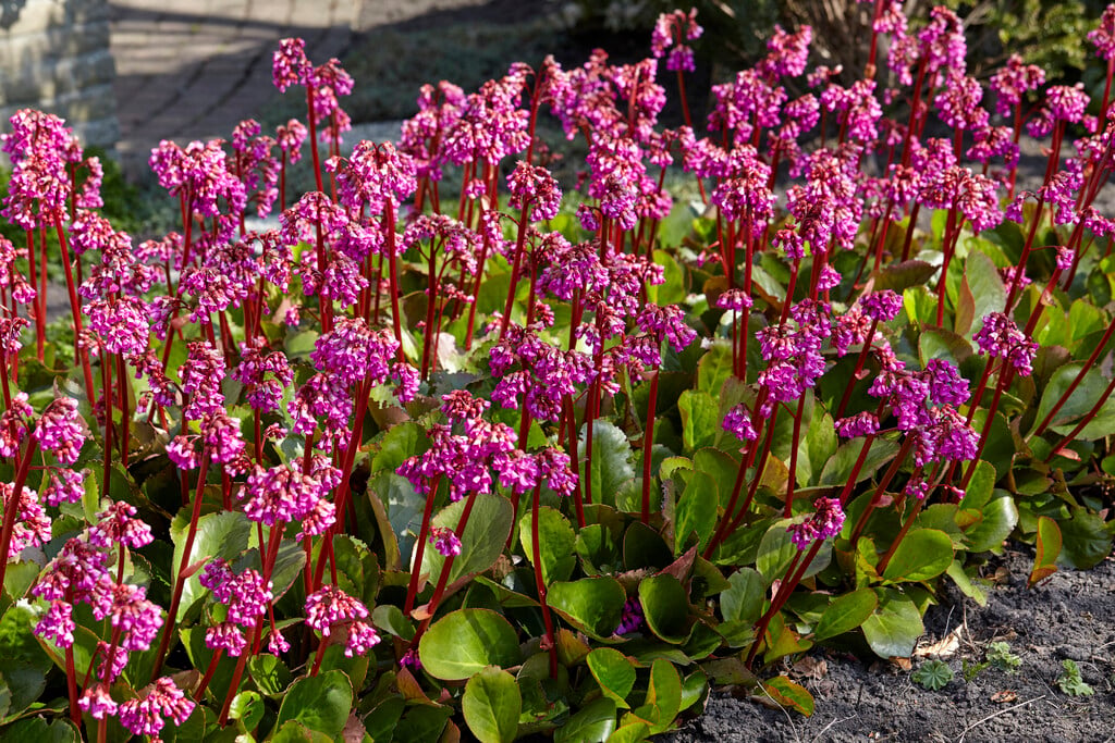 heart-leaf bergenia