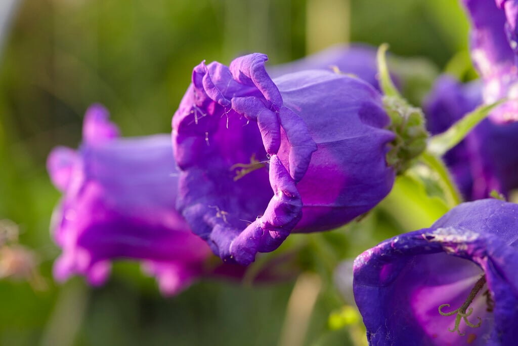 Canterbury bells