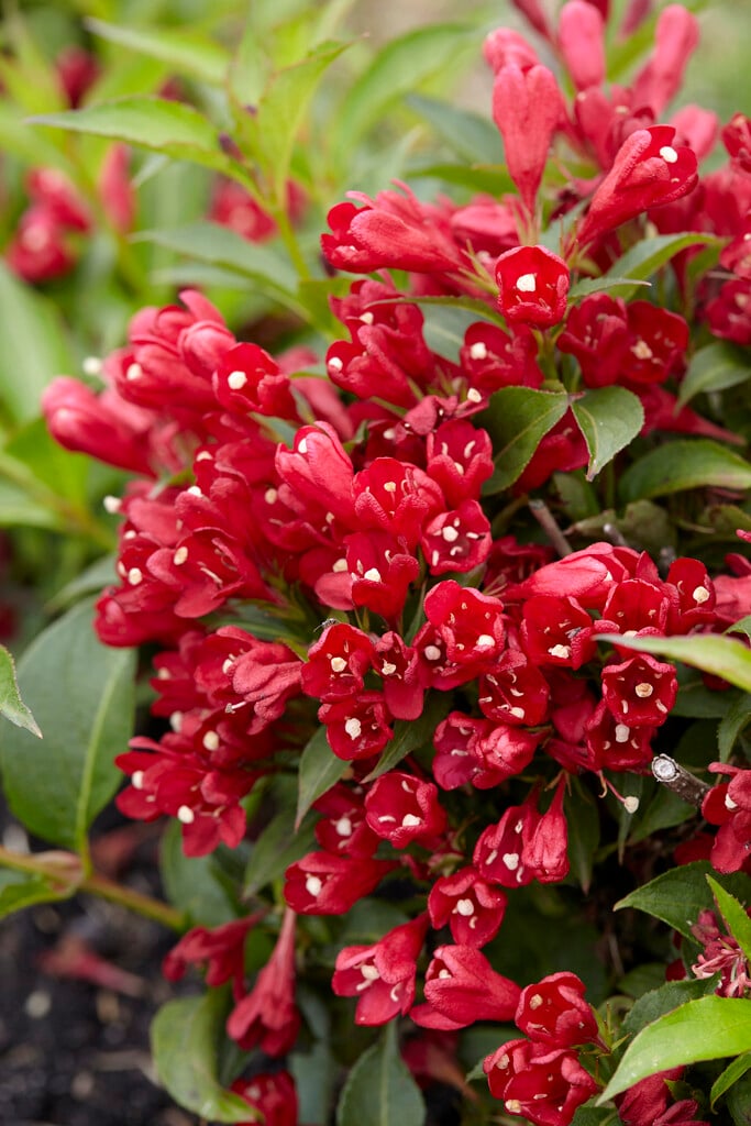 weigela [All Summer Red]