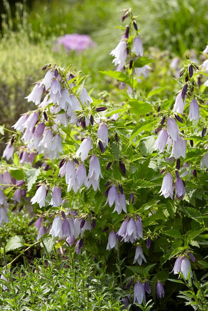 bellflower [Iridescent Bells]