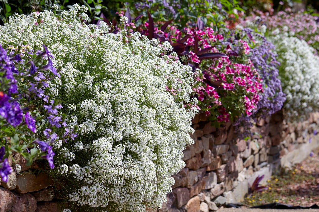 sweet alyssum