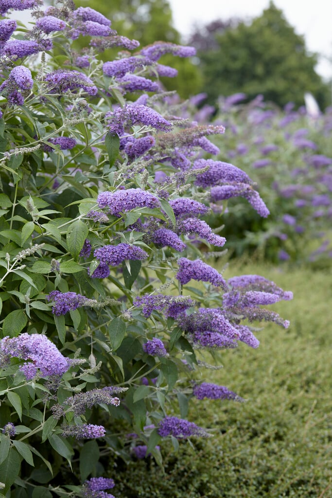 Buddleja davidii
