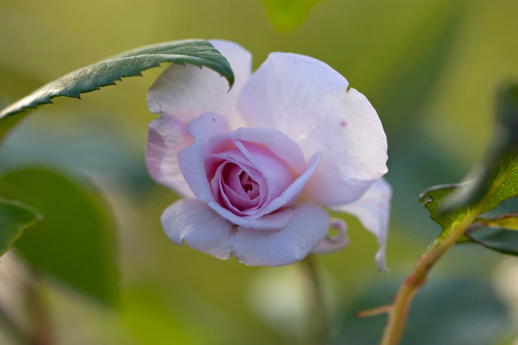 Rosa 'Bloomfield Abundance' (Poly)