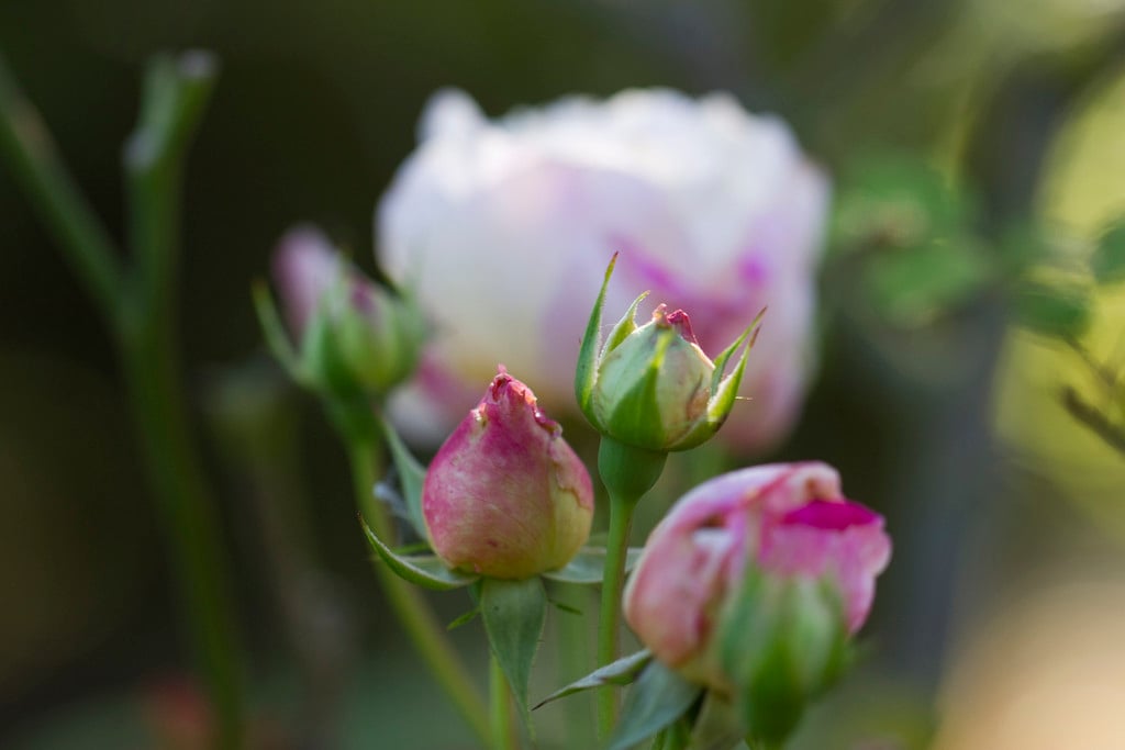 Rosa 'Gruss an Aachen' (Poly)