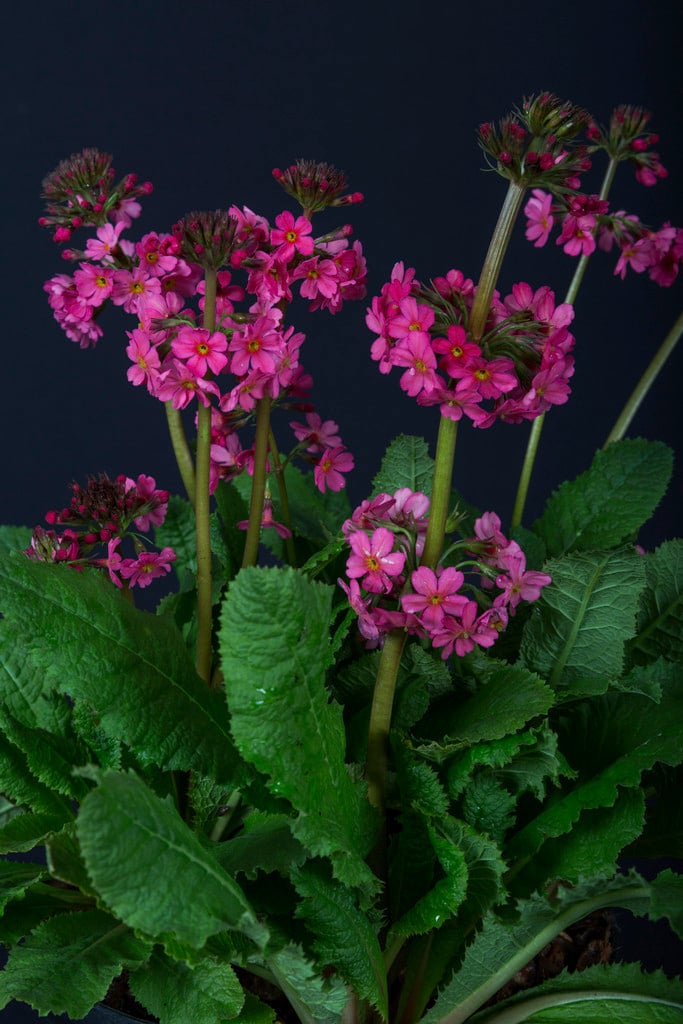 Primula aurantiaca 'Harperley Pink' (Pf)
